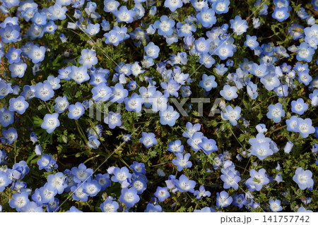 ネモフィラの花 ネモフィラの花 141757742