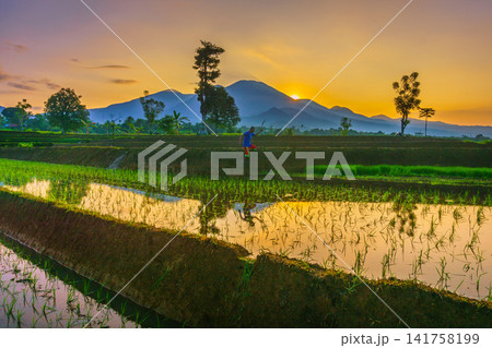 Aerial view of Sapa rice terraces at sunrise with golden light over green fields and misty mountain valleys 141758199