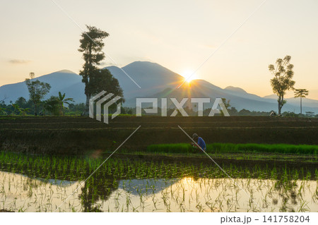 Aerial view of Sapa rice terraces at sunrise with golden light over green fields and misty mountain valleys 141758204