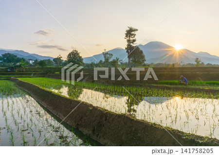 Aerial view of Sapa rice terraces at sunrise with golden light over green fields and misty mountain valleys Aerial view of Sapa rice terraces at sunrise with golden light over green fields and misty mountain valleys 141758205