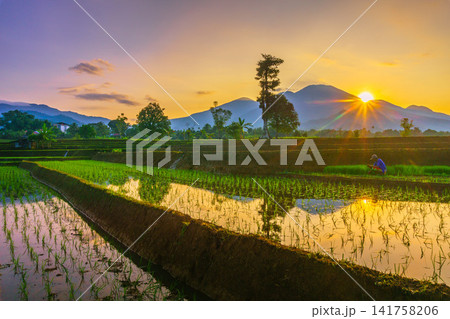 Aerial view of Sapa rice terraces at sunrise with golden light over green fields and misty mountain valleys 141758206
