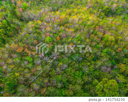 Aerial view of Sapa rice terraces at sunrise with golden light over green fields and misty mountain valleys Aerial view of Sapa rice terraces at sunrise with golden light over green fields and misty mountain valleys 141758230
