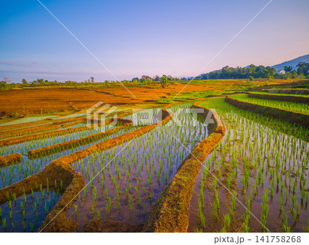 Aerial view of Sapa rice terraces at sunrise with golden light over green fields and misty mountain valleys 141758268