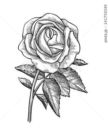 Damask rose flower. Hand-drawn ink illustration. Damask rose flower. Hand-drawn ink illustration. 141758349