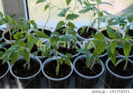 Green tomato seedlings growing in plastic cups on windows. Home gardening Green tomato seedlings growing in plastic cups on windows. Home gardening 141758351