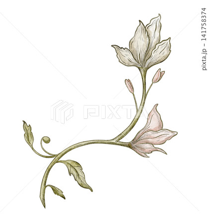 Flower watercolor illustration. Botanical blossom isolated on background. Decorative element for wedding invitations, botanical compositions and vintage greeting cards in pastel colors. Flower watercolor illustration. Botanical blossom isolated on background. Decorative element for wedding invitations, botanical compositions and vintage greeting cards in pastel colors. 141758374