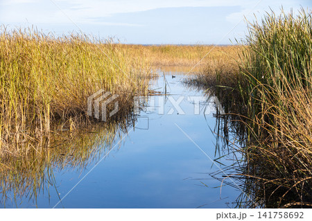 Golden marsh reeds frame a narrow calm water channel with a duck Golden marsh reeds frame a narrow calm water channel with a duck 141758692