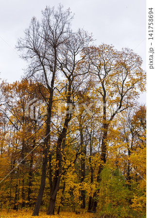 A quiet autumn park scene with tall deciduous trees, vertical photo 141758694