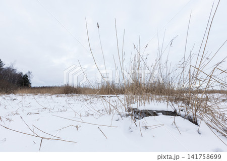 A quiet winter marsh covered in snow with tall dry reeds A quiet winter marsh covered in snow with tall dry reeds 141758699