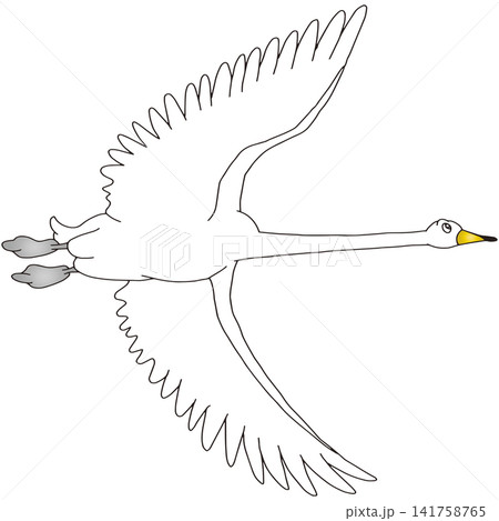 手書き動物イラスト☆白鳥 手書き動物イラスト☆白鳥 141758765