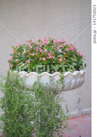 Flower pot with blooming plants in a backyard garden 141758923