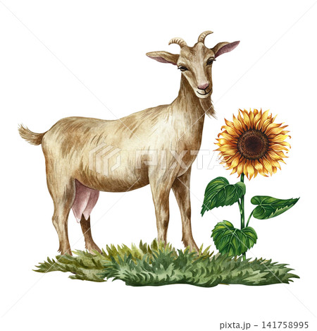 A goat standing in profile next to a sunflower. Hand-drawn watercolor illustration. Rural composition. Perfect for dairy farms or agricultural projects. Also for labels, packaging, banners, and more. A goat standing in profile next to a sunflower. Hand-drawn watercolor illustration. Rural composition. Perfect for dairy farms or agricultural projects. Also for labels, packaging, banners, and more. 141758995