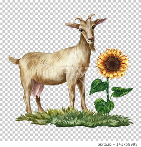 A goat standing in profile next to a sunflower. Hand-drawn watercolor illustration. Rural composition. Perfect for dairy farms or agricultural projects. Also for labels, packaging, banners, and more. A goat standing in profile next to a sunflower. Hand-drawn watercolor illustration. Rural composition. Perfect for dairy farms or agricultural projects. Also for labels, packaging, banners, and more. 141758995
