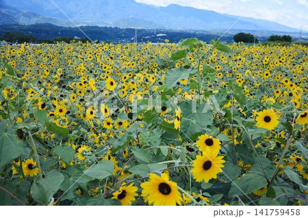 青空と山々を背景に広がるヒマワリ畑と咲き誇るひまわりの花 青空と山々を背景に広がるヒマワリ畑と咲き誇るひまわりの花 141759458