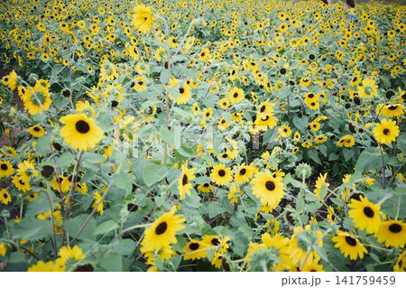 青空と山々を背景に広がるヒマワリ畑と咲き誇るひまわりの花 青空と山々を背景に広がるヒマワリ畑と咲き誇るひまわりの花 141759459
