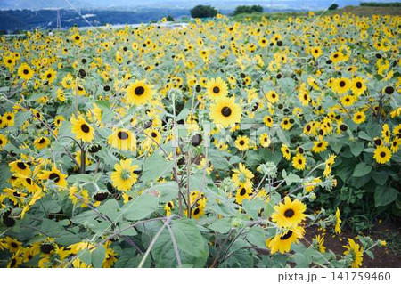 青空と山々を背景に広がるヒマワリ畑と咲き誇るひまわりの花 青空と山々を背景に広がるヒマワリ畑と咲き誇るひまわりの花 141759460