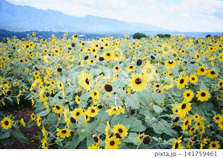 青空と山々を背景に広がるヒマワリ畑と咲き誇るひまわりの花 青空と山々を背景に広がるヒマワリ畑と咲き誇るひまわりの花 141759461