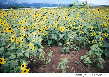 青空と山々を背景に広がるヒマワリ畑と咲き誇るひまわりの花 青空と山々を背景に広がるヒマワリ畑と咲き誇るひまわりの花 141759463