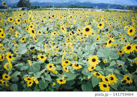 青空と山々を背景に広がるヒマワリ畑と咲き誇るひまわりの花 141759464
