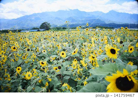 青空と山々を背景に広がるヒマワリ畑と咲き誇るひまわりの花 141759467