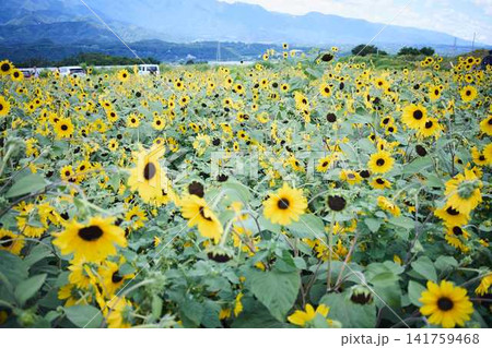 青空と山々を背景に広がるヒマワリ畑と咲き誇るひまわりの花 青空と山々を背景に広がるヒマワリ畑と咲き誇るひまわりの花 141759468