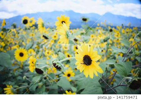 青空と山々を背景に広がるヒマワリ畑と咲き誇るひまわりの花 青空と山々を背景に広がるヒマワリ畑と咲き誇るひまわりの花 141759471