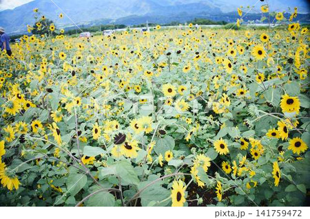 青空と山々を背景に広がるヒマワリ畑と咲き誇るひまわりの花 青空と山々を背景に広がるヒマワリ畑と咲き誇るひまわりの花 141759472