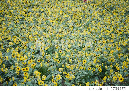 青空と山々を背景に広がるヒマワリ畑と咲き誇るひまわりの花 青空と山々を背景に広がるヒマワリ畑と咲き誇るひまわりの花 141759475