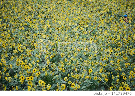 青空と山々を背景に広がるヒマワリ畑と咲き誇るひまわりの花 青空と山々を背景に広がるヒマワリ畑と咲き誇るひまわりの花 141759476