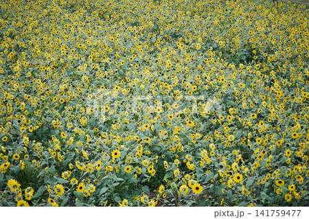 青空と山々を背景に広がるヒマワリ畑と咲き誇るひまわりの花 青空と山々を背景に広がるヒマワリ畑と咲き誇るひまわりの花 141759477