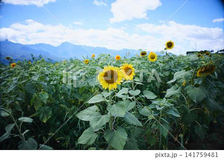 青空と山々を背景に広がるヒマワリ畑と咲き誇るひまわりの花 青空と山々を背景に広がるヒマワリ畑と咲き誇るひまわりの花 141759481