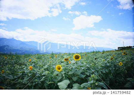 青空と山々を背景に広がるヒマワリ畑と咲き誇るひまわりの花 青空と山々を背景に広がるヒマワリ畑と咲き誇るひまわりの花 141759482