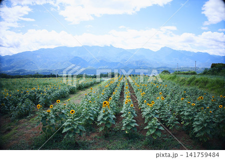青空と山々を背景に広がるヒマワリ畑と咲き誇るひまわりの花 青空と山々を背景に広がるヒマワリ畑と咲き誇るひまわりの花 141759484