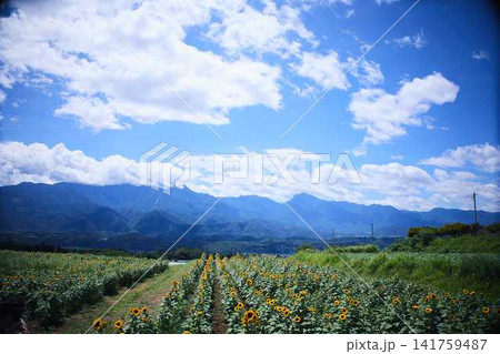 青空と山々を背景に広がるヒマワリ畑と咲き誇るひまわりの花 青空と山々を背景に広がるヒマワリ畑と咲き誇るひまわりの花 141759487