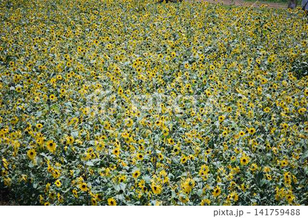 青空と山々を背景に広がるヒマワリ畑と咲き誇るひまわりの花 青空と山々を背景に広がるヒマワリ畑と咲き誇るひまわりの花 141759488