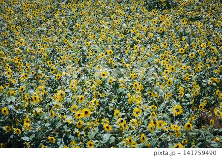 青空と山々を背景に広がるヒマワリ畑と咲き誇るひまわりの花 青空と山々を背景に広がるヒマワリ畑と咲き誇るひまわりの花 141759490