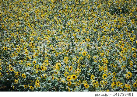 青空と山々を背景に広がるヒマワリ畑と咲き誇るひまわりの花 青空と山々を背景に広がるヒマワリ畑と咲き誇るひまわりの花 141759491