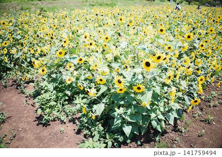 青空と山々を背景に広がるヒマワリ畑と咲き誇るひまわりの花 青空と山々を背景に広がるヒマワリ畑と咲き誇るひまわりの花 141759494