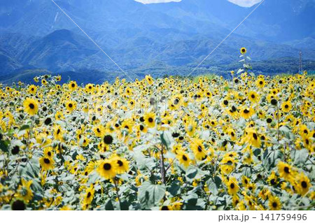 青空と山々を背景に広がるヒマワリ畑と咲き誇るひまわりの花 青空と山々を背景に広がるヒマワリ畑と咲き誇るひまわりの花 141759496