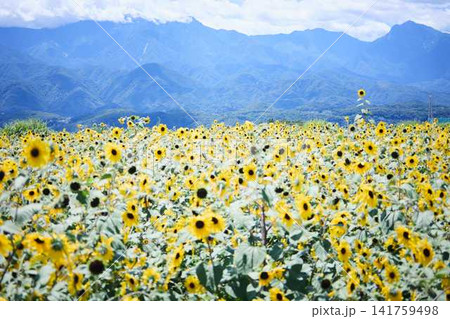 青空と山々を背景に広がるヒマワリ畑と咲き誇るひまわりの花 青空と山々を背景に広がるヒマワリ畑と咲き誇るひまわりの花 141759498