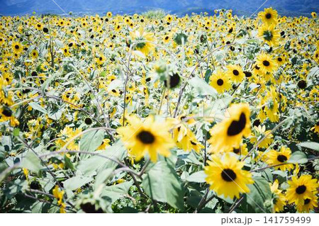 青空と山々を背景に広がるヒマワリ畑と咲き誇るひまわりの花 青空と山々を背景に広がるヒマワリ畑と咲き誇るひまわりの花 141759499