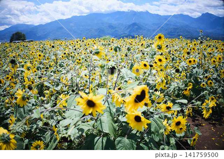 青空と山々を背景に広がるヒマワリ畑と咲き誇るひまわりの花 青空と山々を背景に広がるヒマワリ畑と咲き誇るひまわりの花 141759500