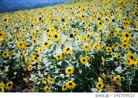 青空と山々を背景に広がるヒマワリ畑と咲き誇るひまわりの花 141759513