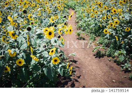 青空と山々を背景に広がるヒマワリ畑と咲き誇るひまわりの花 青空と山々を背景に広がるヒマワリ畑と咲き誇るひまわりの花 141759514