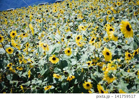 青空と山々を背景に広がるヒマワリ畑と咲き誇るひまわりの花 青空と山々を背景に広がるヒマワリ畑と咲き誇るひまわりの花 141759517
