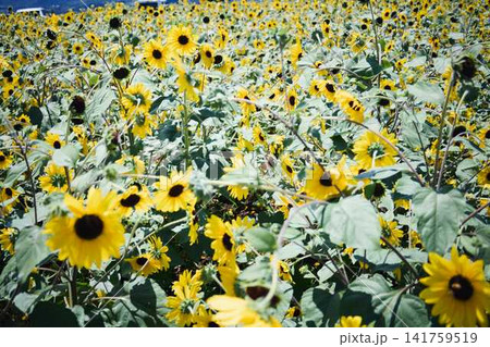 青空と山々を背景に広がるヒマワリ畑と咲き誇るひまわりの花 青空と山々を背景に広がるヒマワリ畑と咲き誇るひまわりの花 141759519