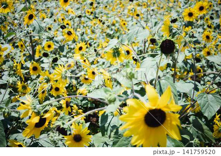 青空と山々を背景に広がるヒマワリ畑と咲き誇るひまわりの花 青空と山々を背景に広がるヒマワリ畑と咲き誇るひまわりの花 141759520