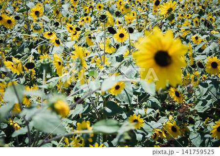 青空と山々を背景に広がるヒマワリ畑と咲き誇るひまわりの花 青空と山々を背景に広がるヒマワリ畑と咲き誇るひまわりの花 141759525