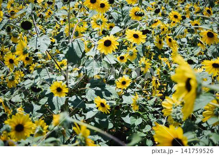 青空と山々を背景に広がるヒマワリ畑と咲き誇るひまわりの花 青空と山々を背景に広がるヒマワリ畑と咲き誇るひまわりの花 141759526