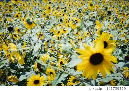 青空と山々を背景に広がるヒマワリ畑と咲き誇るひまわりの花 青空と山々を背景に広がるヒマワリ畑と咲き誇るひまわりの花 141759529